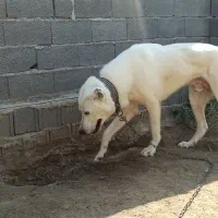 سگ آلابای خراسانی سرابی پژدر، جوان یک و نیم ساله