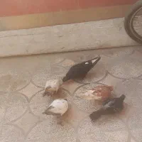 کبوتر سالم