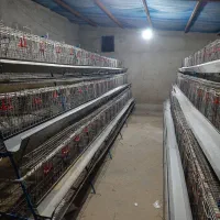 قفس مرغ تخمگذار