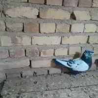 سینه سیاه، و پلاکی کبوتر|پرنده|تاکستان, |دیوار