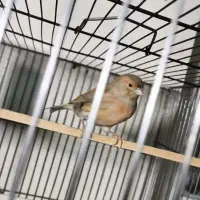 قناری اگات موزاییکی