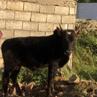 ورزا گوساله نر آس