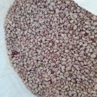 لوبیا چیتی سراب