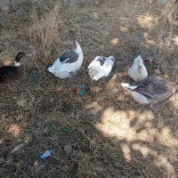 دو تا اردک نر و ماده ۳تا غاز