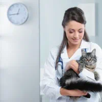 جویای کار دستیار دامپزشک/خانم