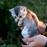 بچه گربه بریتیش ماده|گربه|رشت, منظریه|دیوار