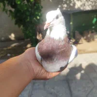 کبوتر|پرنده|باشت, |دیوار