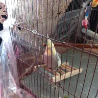عروس سخنگو|پرنده|اسکو, |دیوار