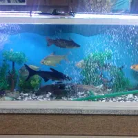 اکواریوم‌‌