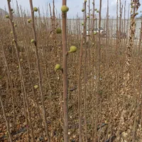 ۵هزار متر زمین کشاورزی روستای مهیار با آب شیرین