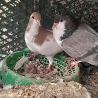 چندتا کبوتر