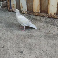 کوهی جوانه