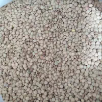 عدس بومی فقط 4کیلوونیم مونده همش هشتصدتومن