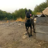 سگ مالینیوز|سگ|کرمانشاه, |دیوار