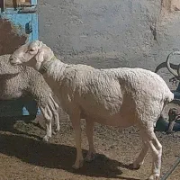 کودگوسفندی خالص درجه ا