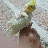 جوجه عروس هلندی لوتینودستی|پرنده|فولادشهر, A3|دیوار