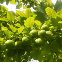 فروش زمین ۵۰۰ متری|فروش زمین و ملک کلنگی|باقرشهر, |دیوار