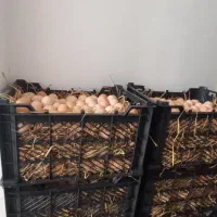 تخم مرغ محلی|خوردنی و آشامیدنی|رشت, دروازه لاکان|دیوار