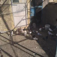 کفترفروشی|پرنده|آشتیان, |دیوار