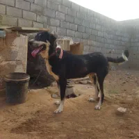 توله سگ عراقی