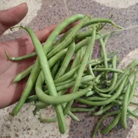 لوبیا سبز
