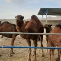 شتر برای پروار و کشتار|حیوانات مزرعه|مبارکه, |دیوار