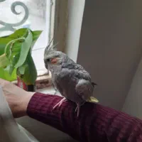 عروس هلندی نربسیار دستی|پرنده|کرج, شهرک فهمیده|دیوار