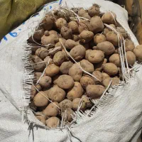 سیب زمینی ریز