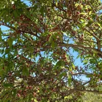 مارکده باغ هزار متری|فروش زمین و ملک کلنگی|زاینده رود, |دیوار