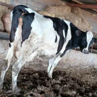 فروش گاو پر تولید