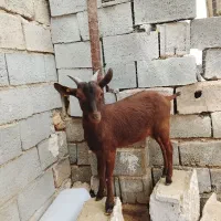 فروش بر مور سیاه