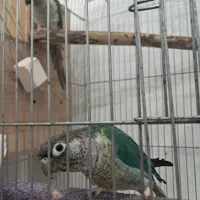 جفت گرینچیک تراکوییس یلوساید بالغ با تست سالم|پرنده|گلستان (تهران), |دیوار