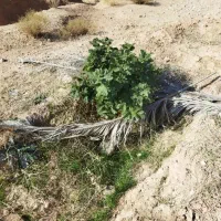 چهارهکتارانجیرسه ساله