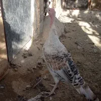 بوقلمو|حیوانات مزرعه|مبارکه, |دیوار