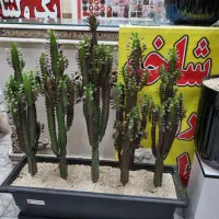 گل و گیاه طبیعی آپارتمانی شاداب سبز و سرحال|گل و گیاه طبیعی|مشهد, امامیه (شهرک غرب)|دیوار