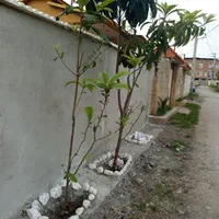 تمامی کارهای بنای وسفال چینی سیمان کاری بلوک|خدمات پیشه و مهارت|آمل, |دیوار