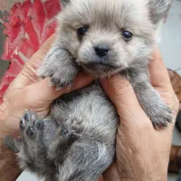 یک جفت توله ریز|سگ|مشهد, باغون آباد|دیوار