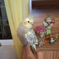 عروس هلندی دستی