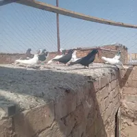 کفتر خوب اس|پرنده|سبزوار, کلاته سیفر|دیوار