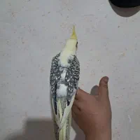 جوجه عروس هلندی|پرنده|اسلامشهر, مطهری|دیوار