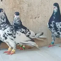 کبوتر رنگی افشان