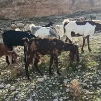 گله بز افغانی نجدی زایده