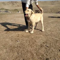 سگ عراقی