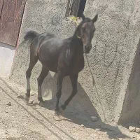 مادیون کرد با کره