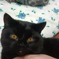 اسکاتیش مشکی