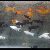 دنیای ماهی و اکواریوم