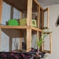 یک عددقفس چوب سالم سالم|لوازم جانبی حیوانات|شاهینشهر, گرگاب|دیوار