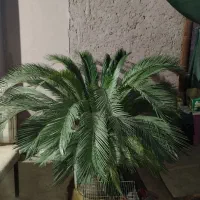 سیکاس بزرگ