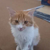 بچه گربه پرشین