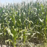 فروش ذرت علوفه‌ای